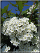 foto Fiori